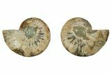 Cut & Polished, Agatized Ammonite Fossil - Madagascar #191608-1